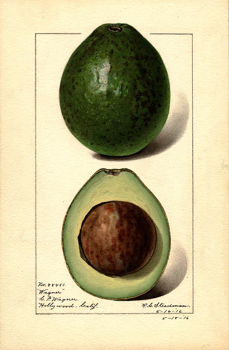 vintage Avocado illustration print