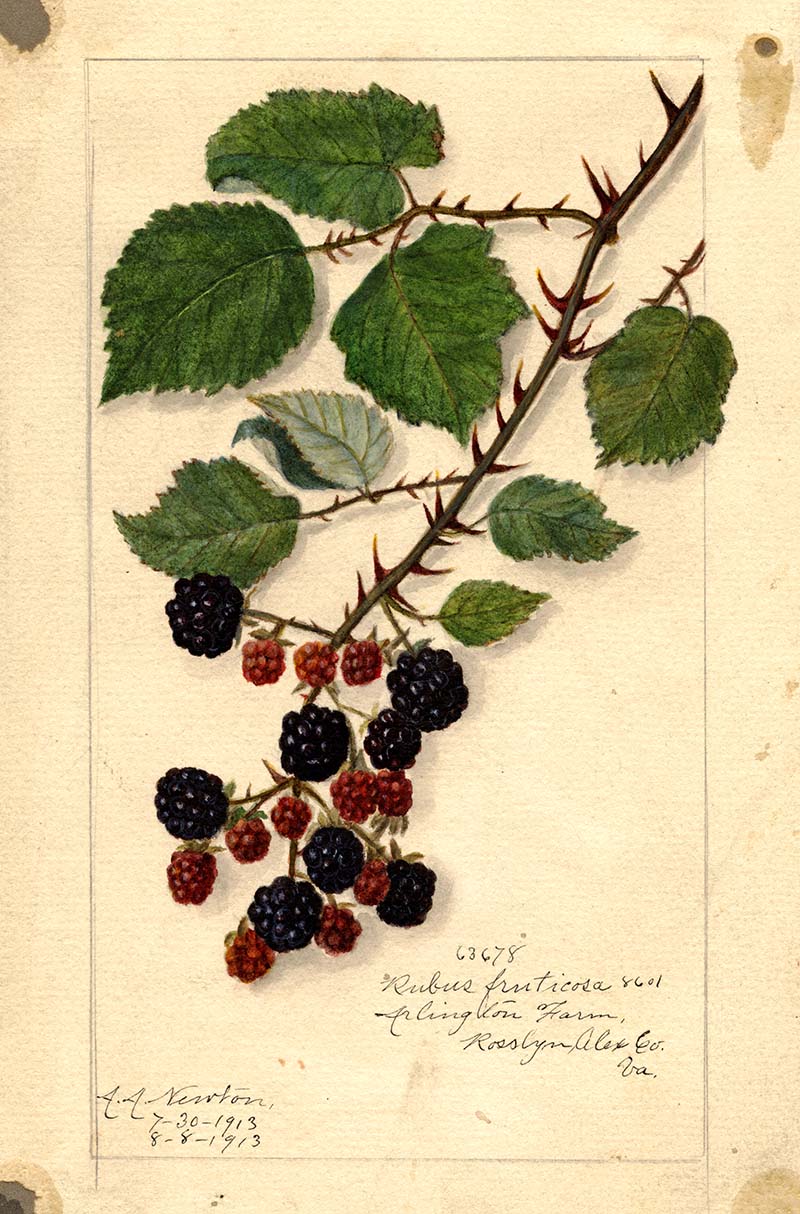 blackberries on branch watercolour fruit print