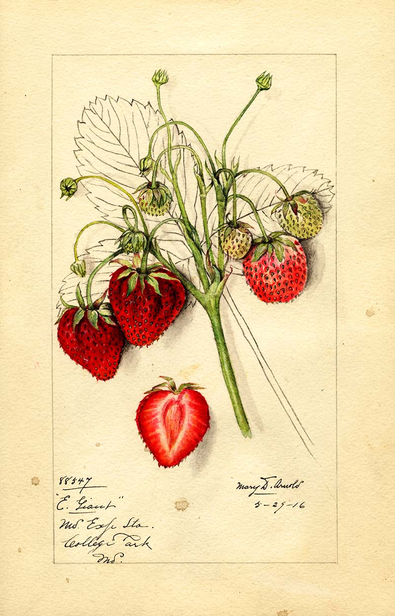 Early giant strawberries watercolor fruit painting