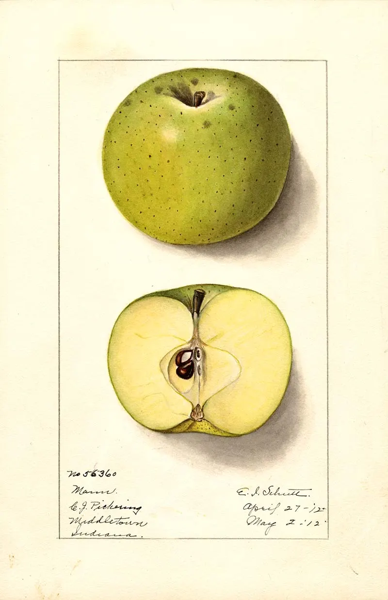 Mann variety of apple
