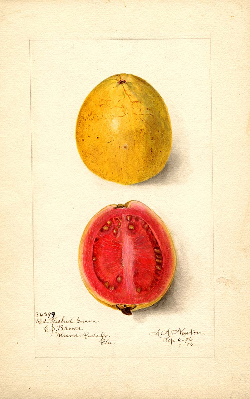 Pomological watercolor of a guava fruits