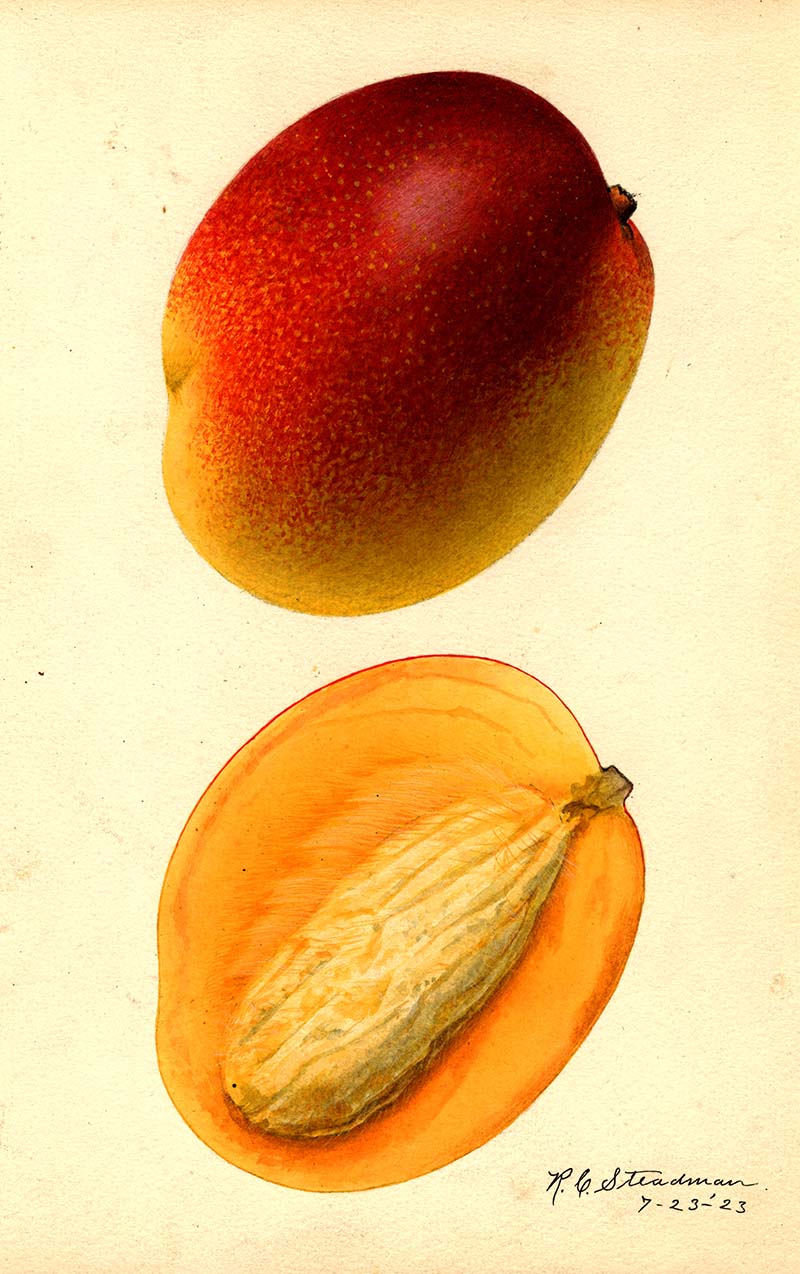 Mango watercolor print
