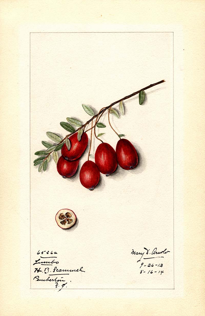 Jumbo cranberries vintage watercolour print