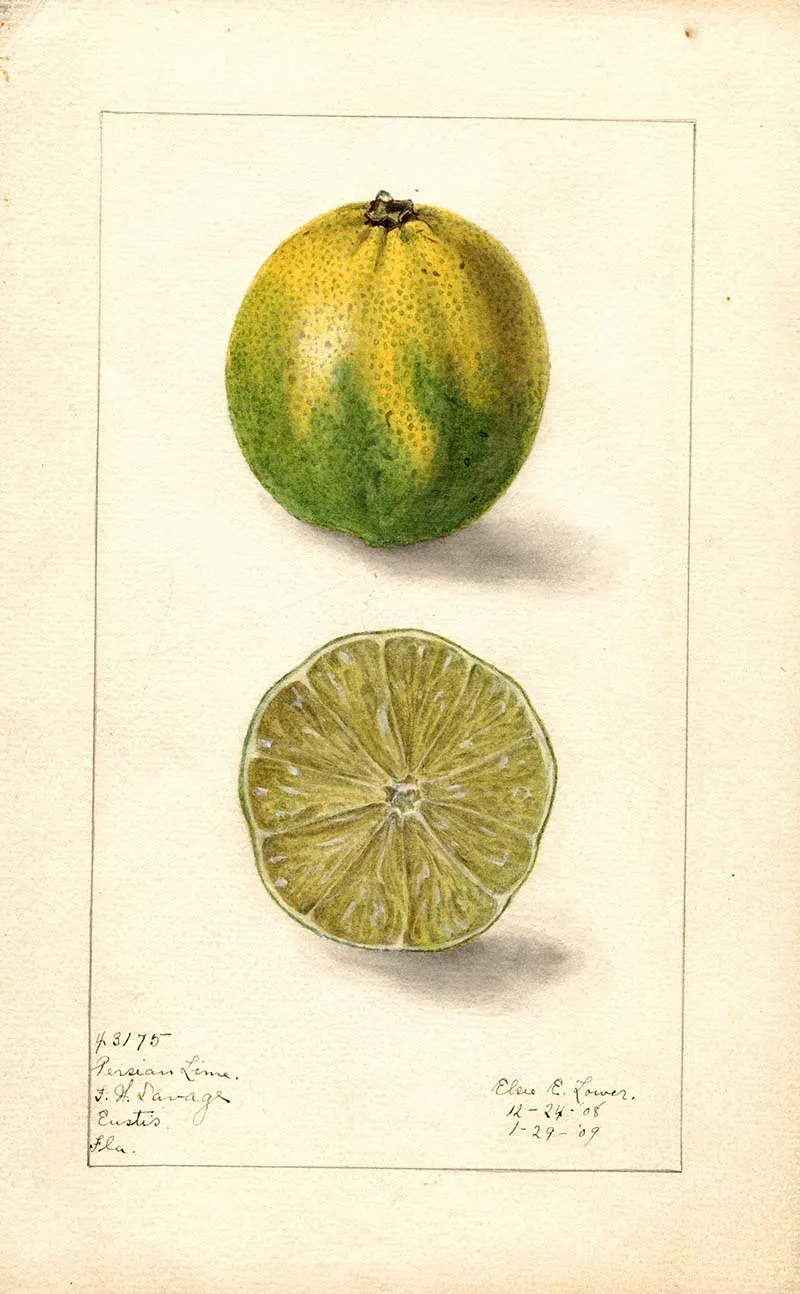 Persian lime print pomological collection