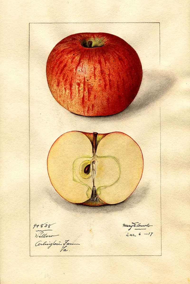 watercolor fruit print of an apple