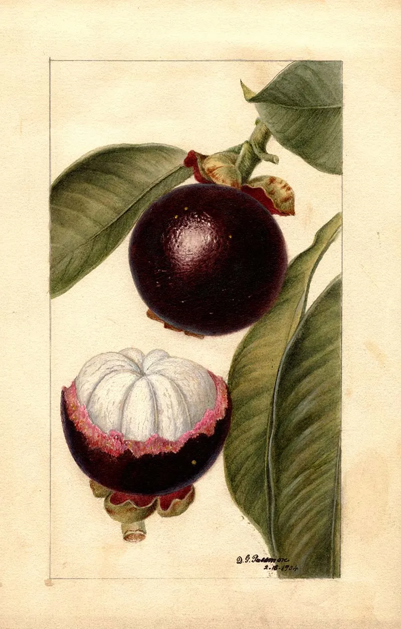 Mangosteen illustration from the Pomological collection