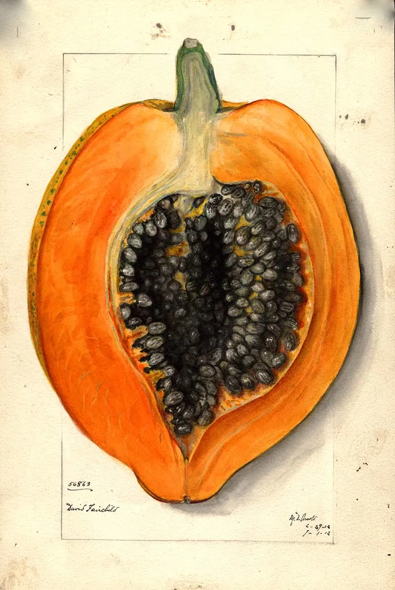 papaya painting from the Pomological watercolour fruit prints collection