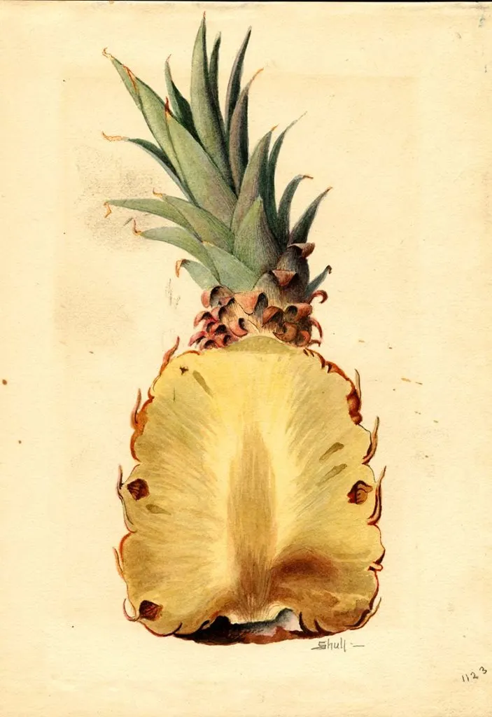 Pineapple watercolor