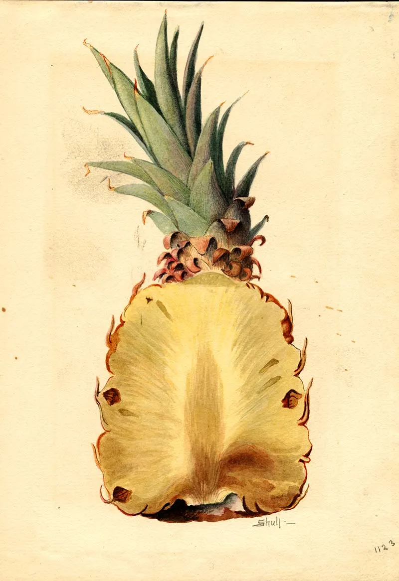 Pineapple watercolor fruit prints