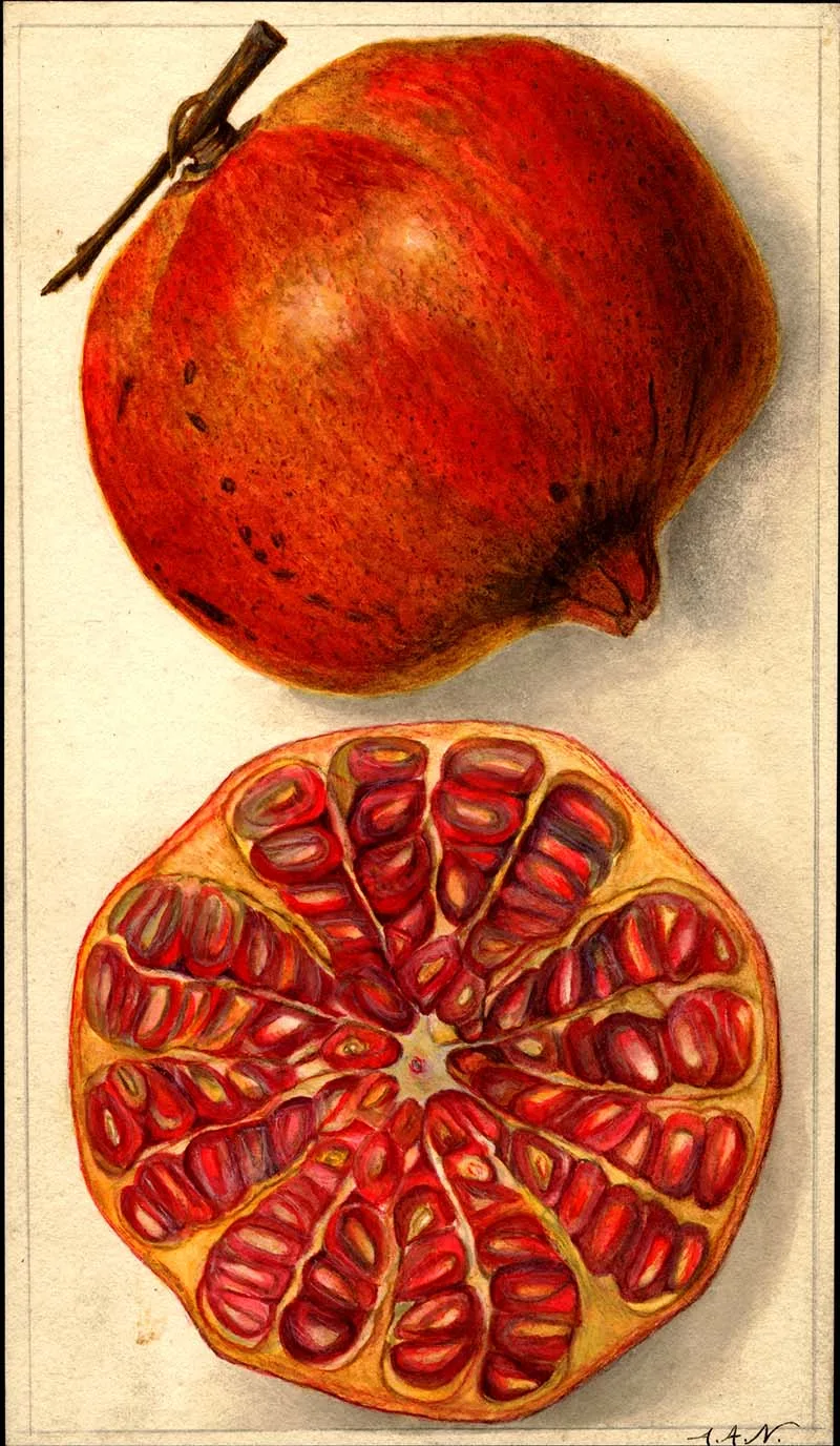 vintage Pomegranate fruit print