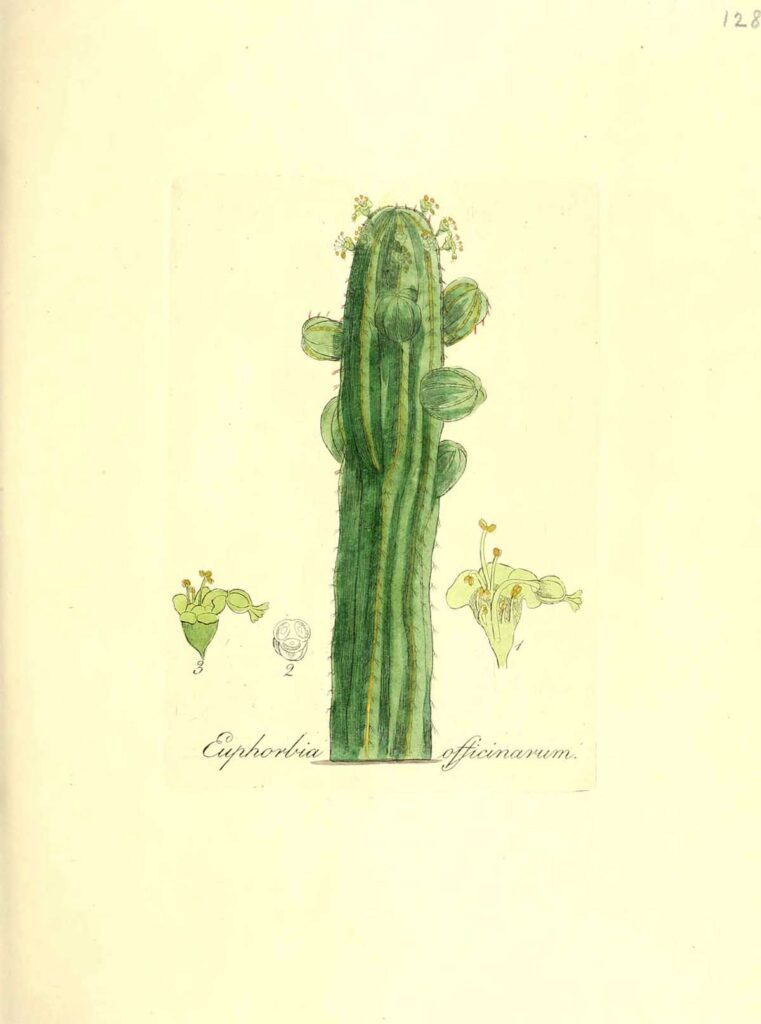 Vintage cactus watercolour painting