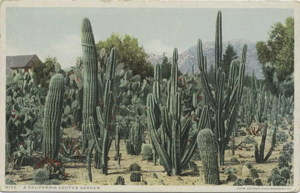 Postcard of a cactus garden