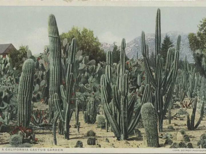 Postcard of a cactus garden