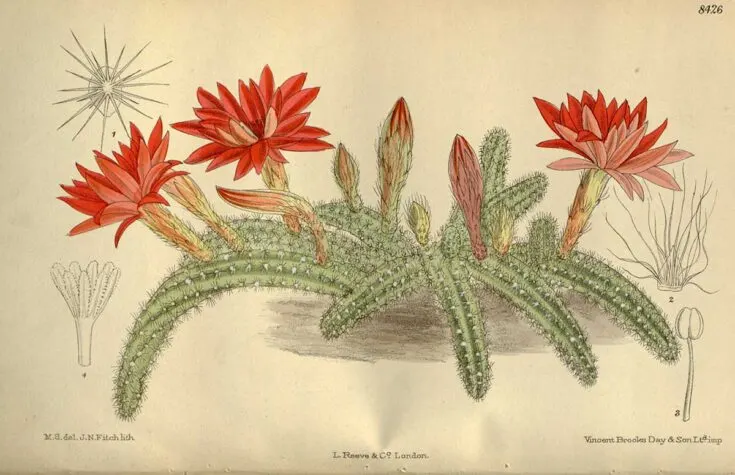 Flowering peanut cactus
