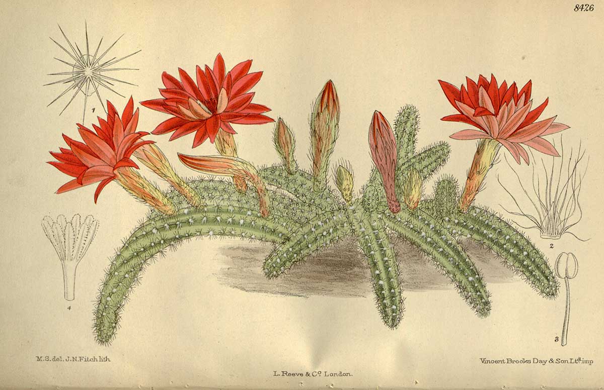 Flowering peanut cactus