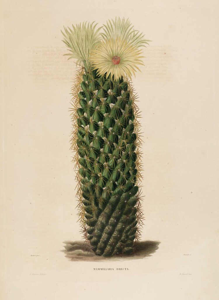 Vintage cactus painting by Charles Lemaire