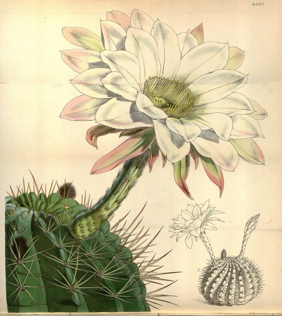 vintage flowering cactus