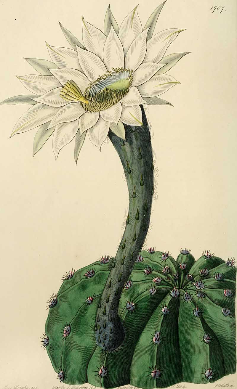 Edwards'_botanical_register,_white flowering cacti_(1829-1847)