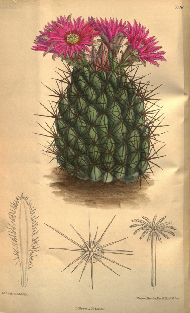 Flowering cactus vintage illustration