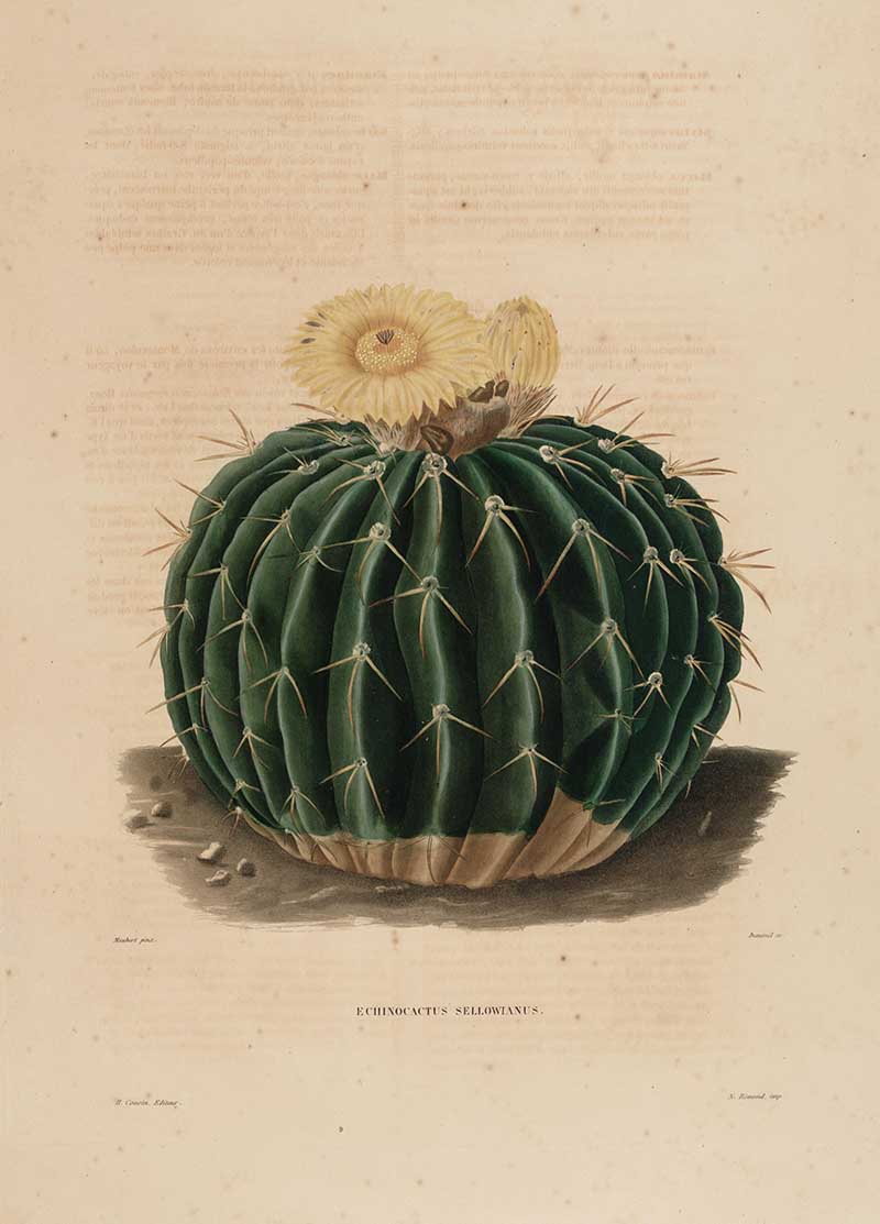 Yellow flowering cactus Charles Lemaire
