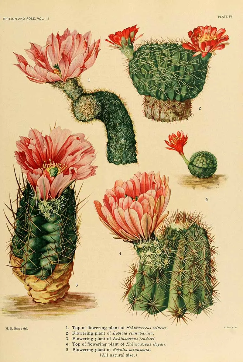 Pink Flowering cacti - Pictureboxblue.com