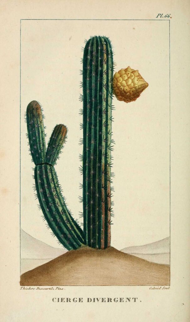 Sword Pear Cactus