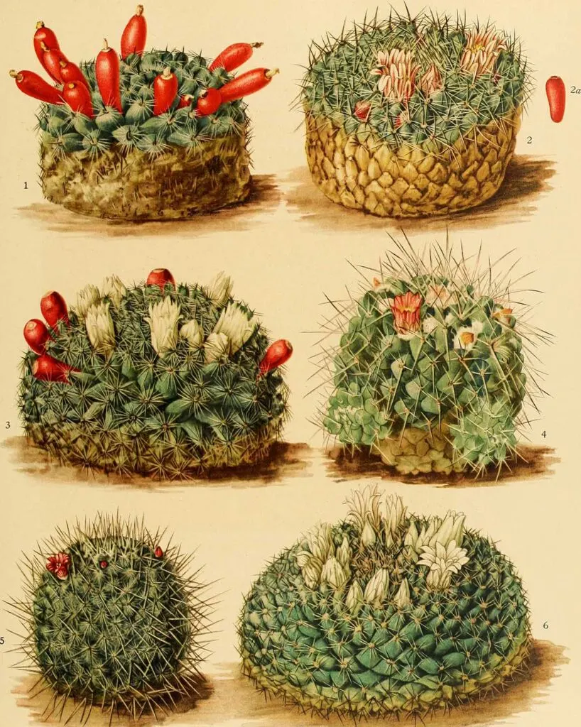 Various fruiting cacti