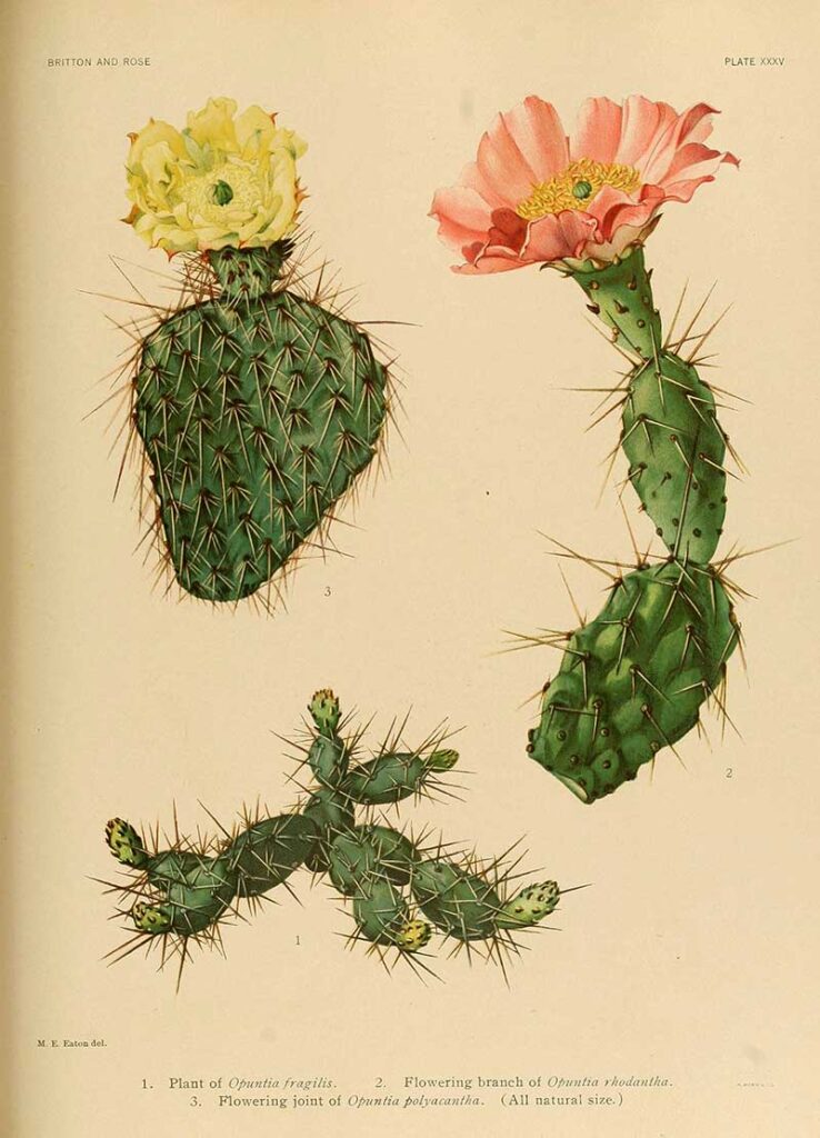 Botanical Illustrations of various prickly pear cacti