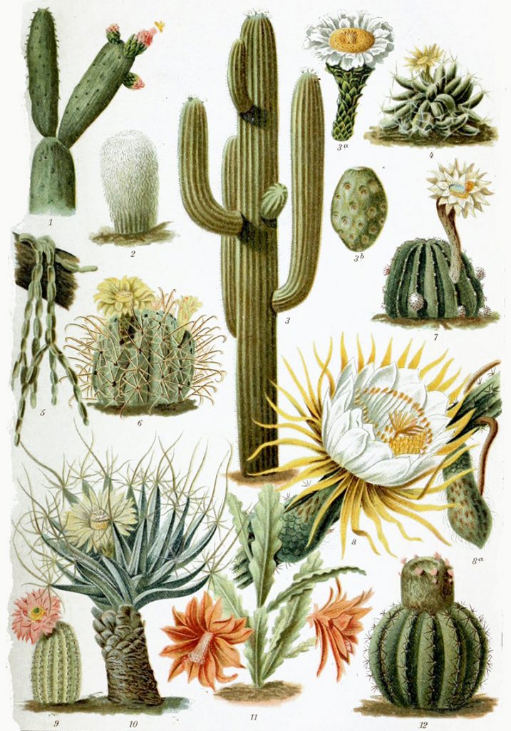 Various_Cactaceae 1892