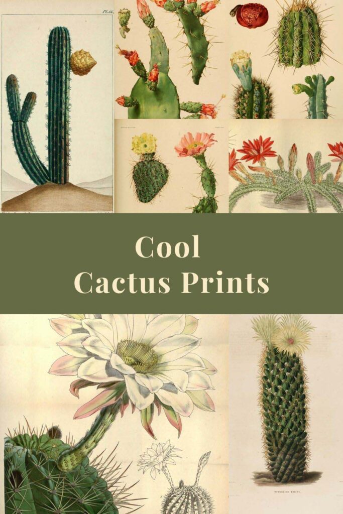 Cool cactus paintings and illustraions