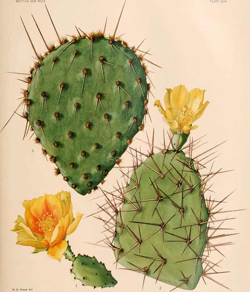Flowering prickly pear cactus