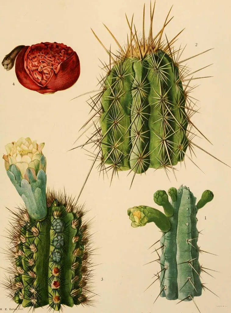 Various vintage cactus paintings