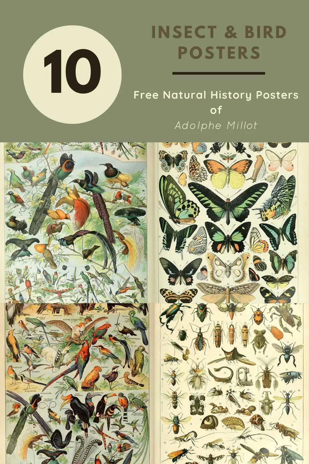 10 free insect bird natural history poster