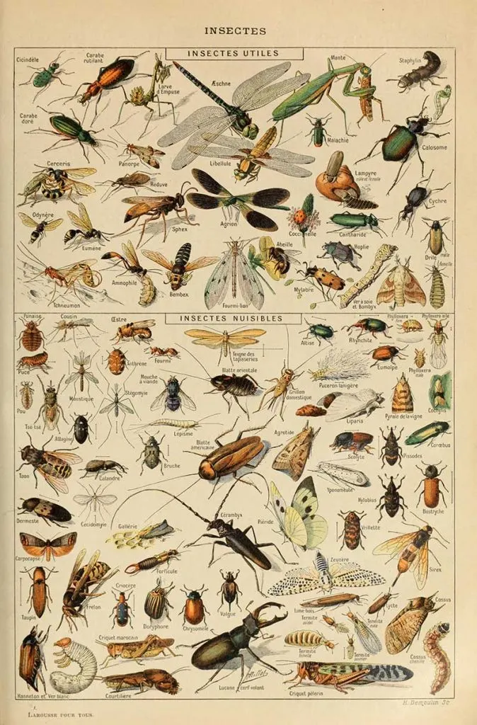Vintage Natural history poster of useful and harmful insects