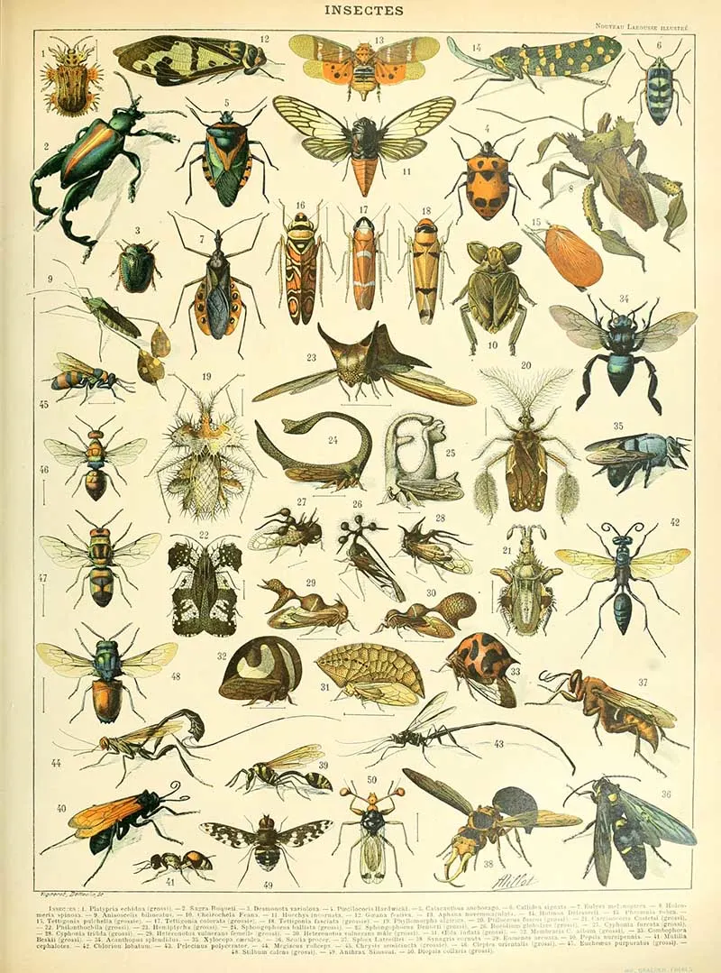 Adolphe Millot Natural History poster of insects