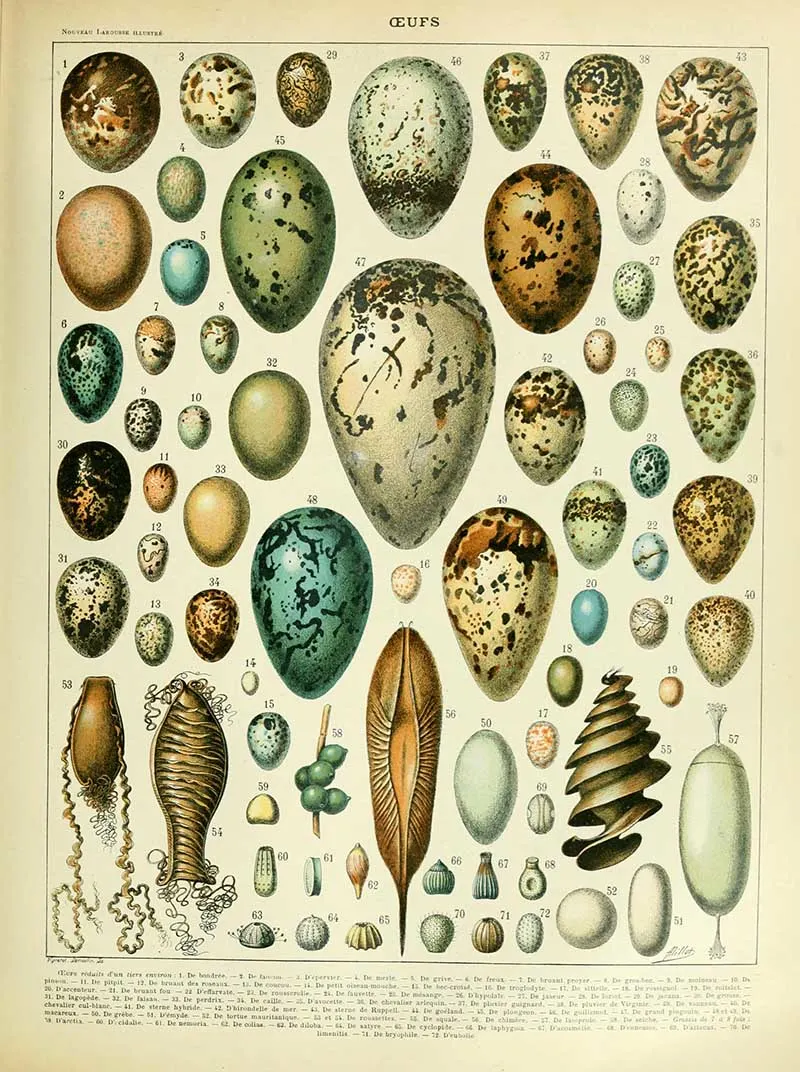 Egg identification poster by Adolphe_Millot_oeufs