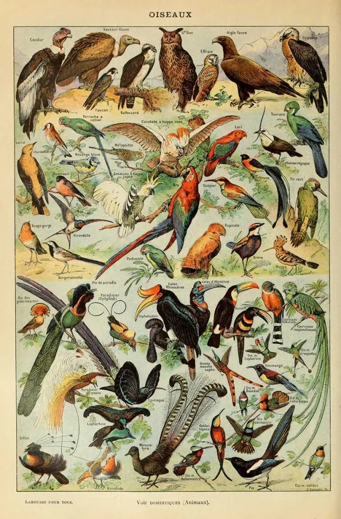 Adolphe Millot Birds of Prey
