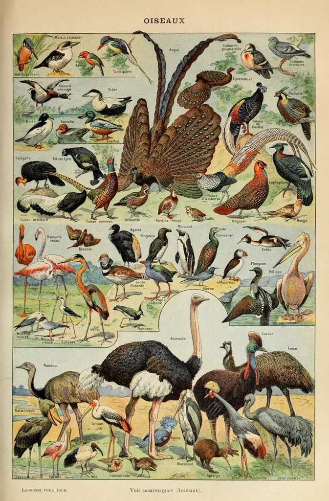 More Adolphe Millot bird illustrations including birds of prey and parrots