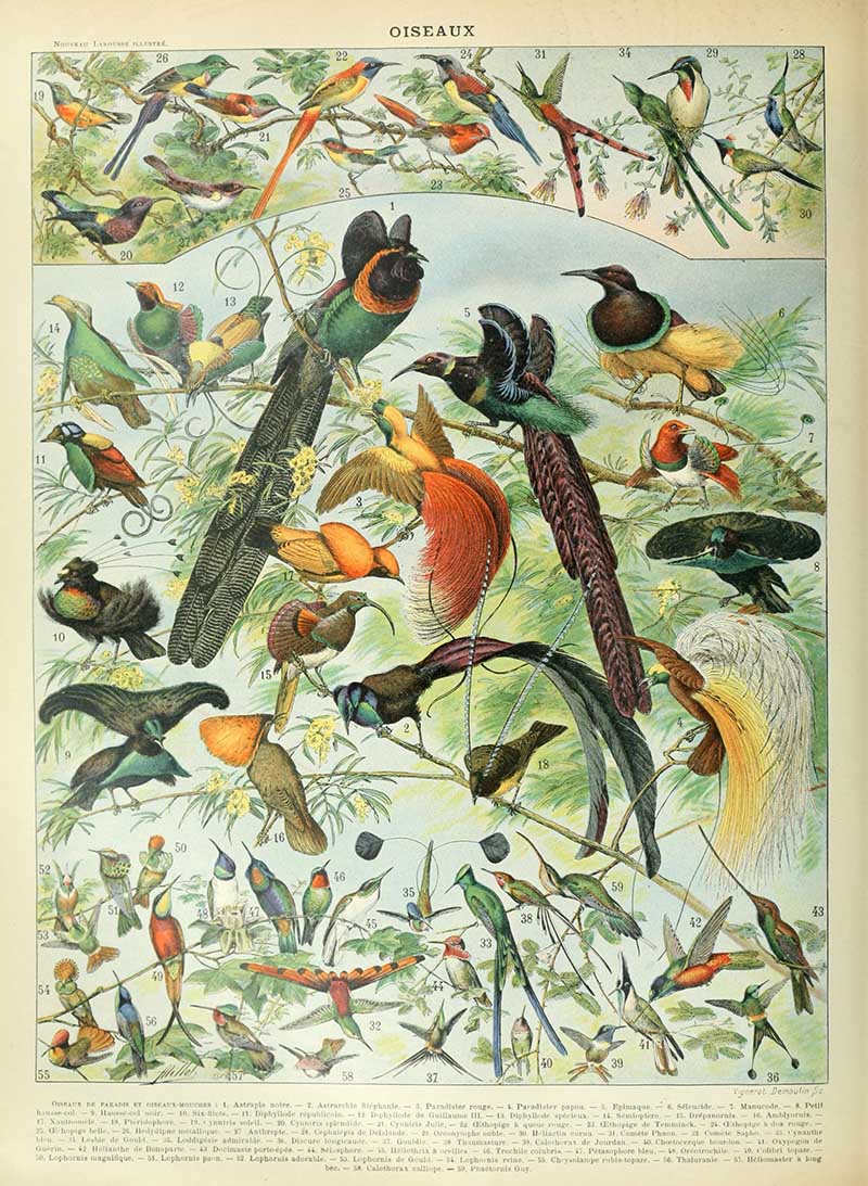 Natural History poster of tropical birds