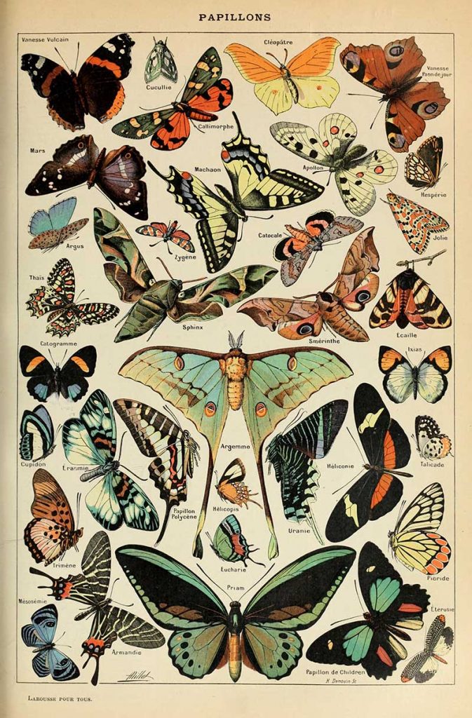 Adolphe_Millot_papillons butterfly poster