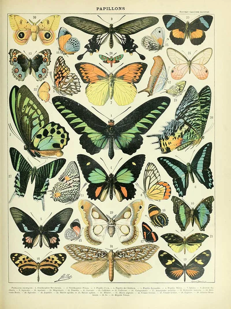 Vintage butterfly poster Adolphe_Millot_papillons