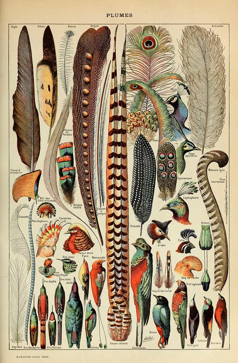 Natural history poster of plumes and feather paintings.