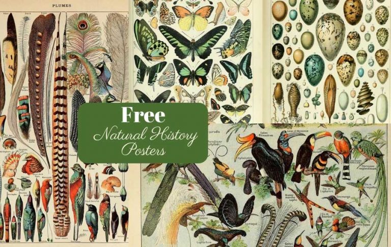 Free Printable Natural History Posters Of Adolphe Millot
