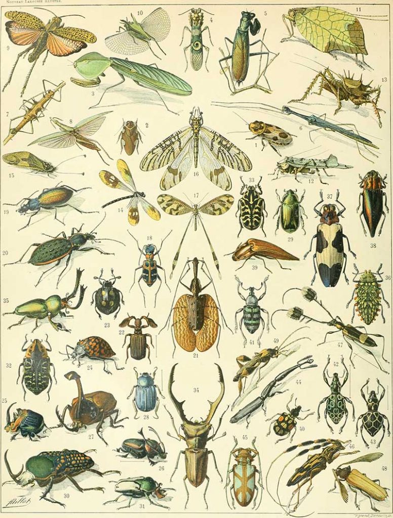 Insect painting poster Adolphe Millot