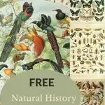 free insect bird natural history poster