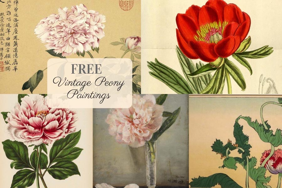 Free Vintage Peony Paintings to Download