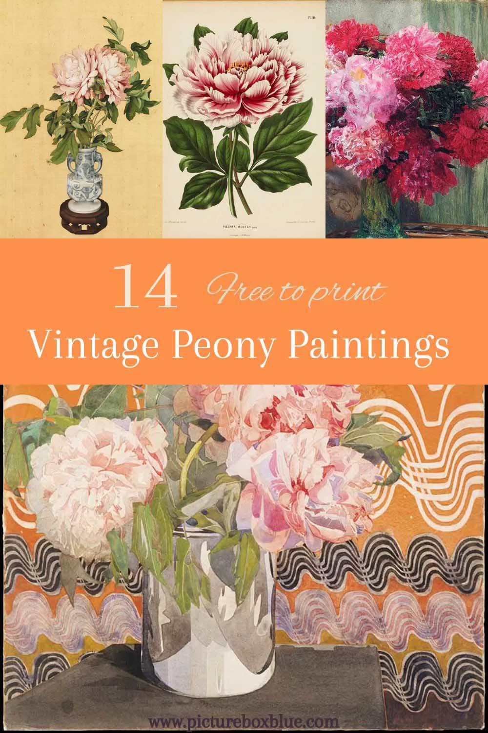 Vintage peony paintings and illustrations