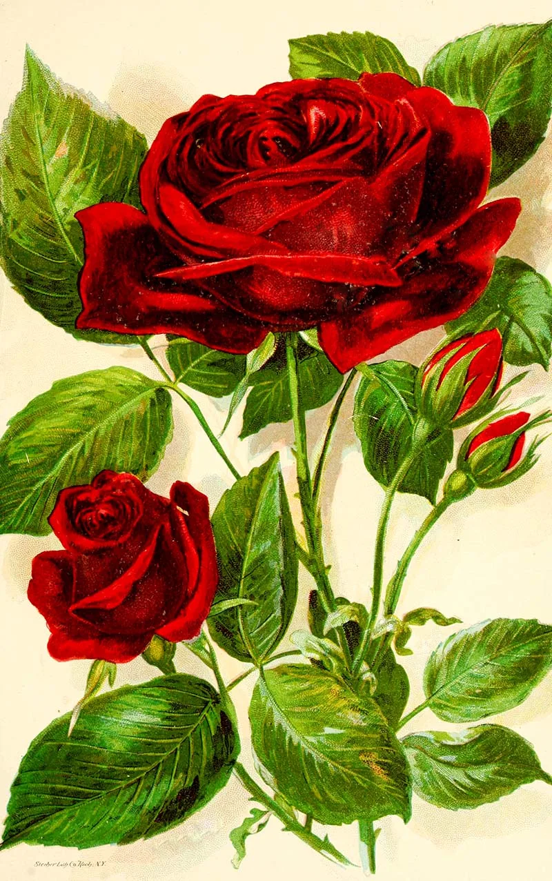 Jacqueminot botanical rose print.  Free to download.