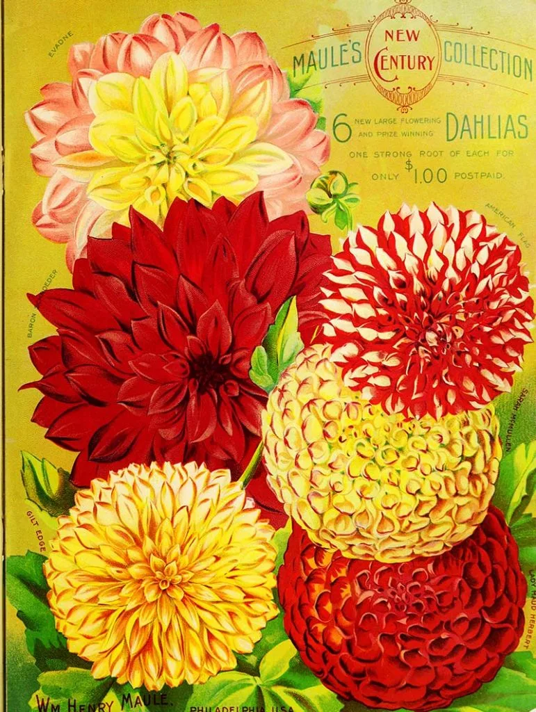 1900 Maule's Seed Catalog Dahlias