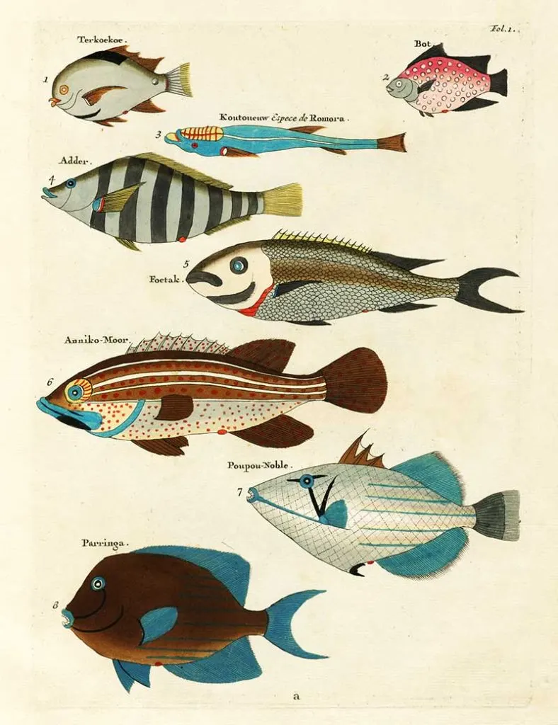 Exotic fish drawings 1-8